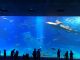 美ら海水族館♪