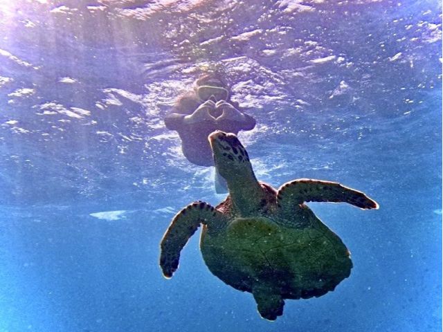 昨年は高確率で遭遇できたウミガメさんたち\(^o^)/