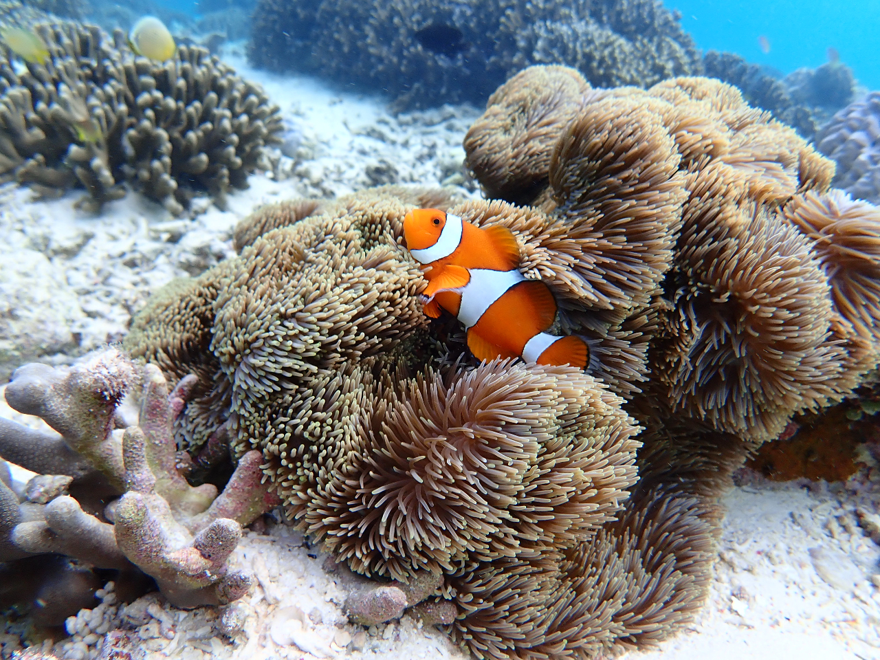 ポイントで観れる海の人気者「カクレクマノミ」