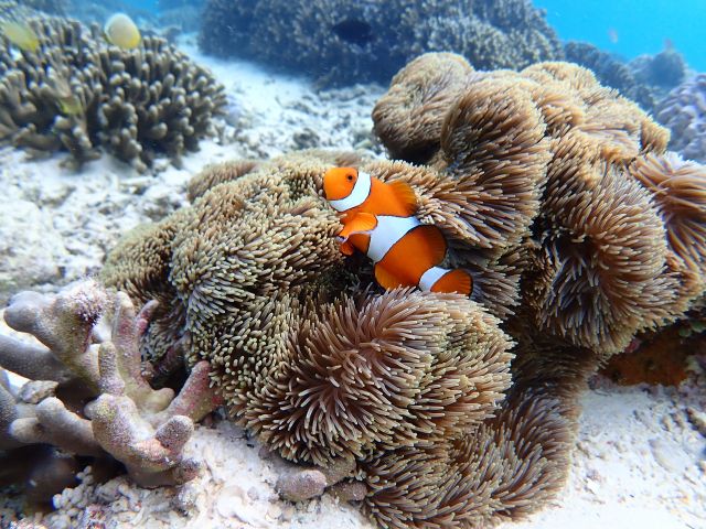 ポイントで観れる海の人気者「カクレクマノミ」