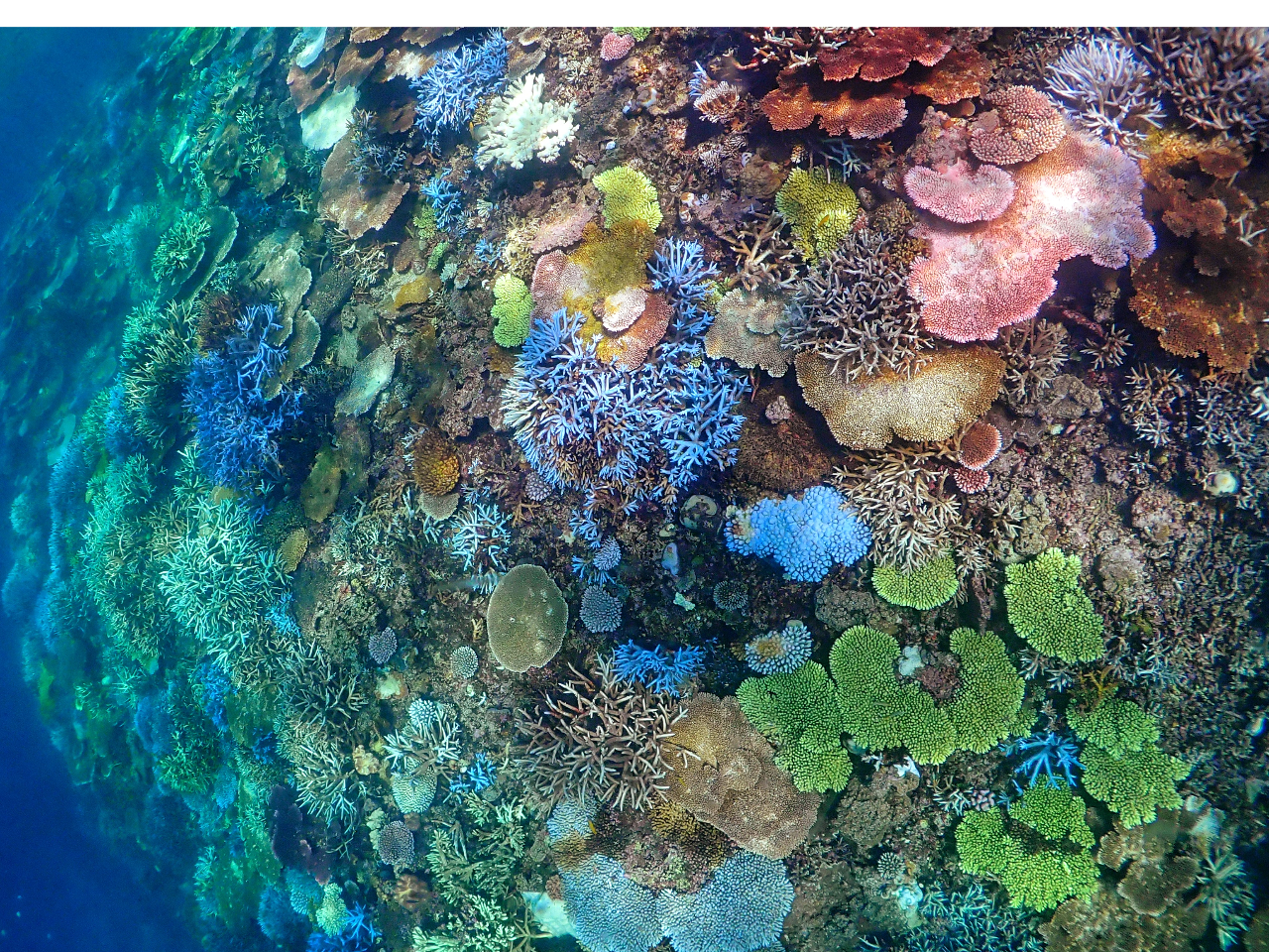 大神島】2025年大神島で唯一のボートシューノーケルツアー！受付開始