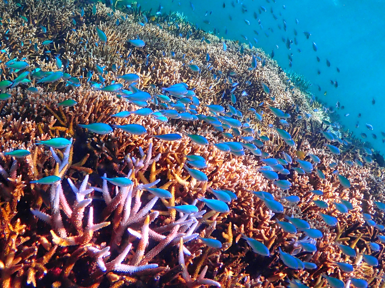 大神島】2025年大神島で唯一のボートシューノーケルツアー！受付開始