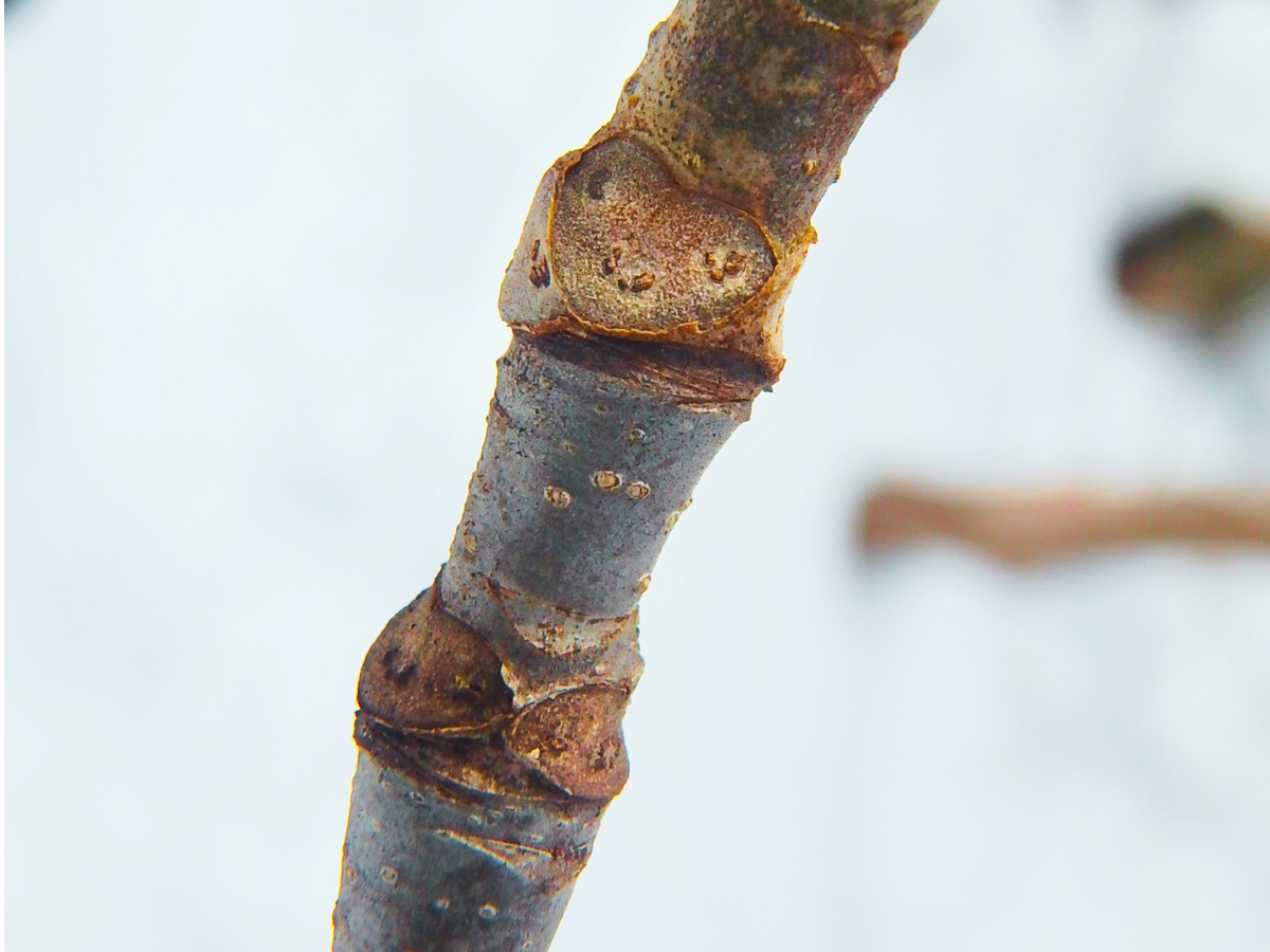 ܂ŃX^v̂悤ȃjRjR΂X̐ɂقC􎩑R̂킭킭KChyЉ܂B