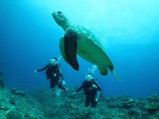 亀を狙ってダイビングしに行くことも!岩のアーチを潜り抜けたり!沢山のサンゴの中を泳いだり!お客様それぞれに合わせたツアーを開催しております。笑顔あふれる海旅を。