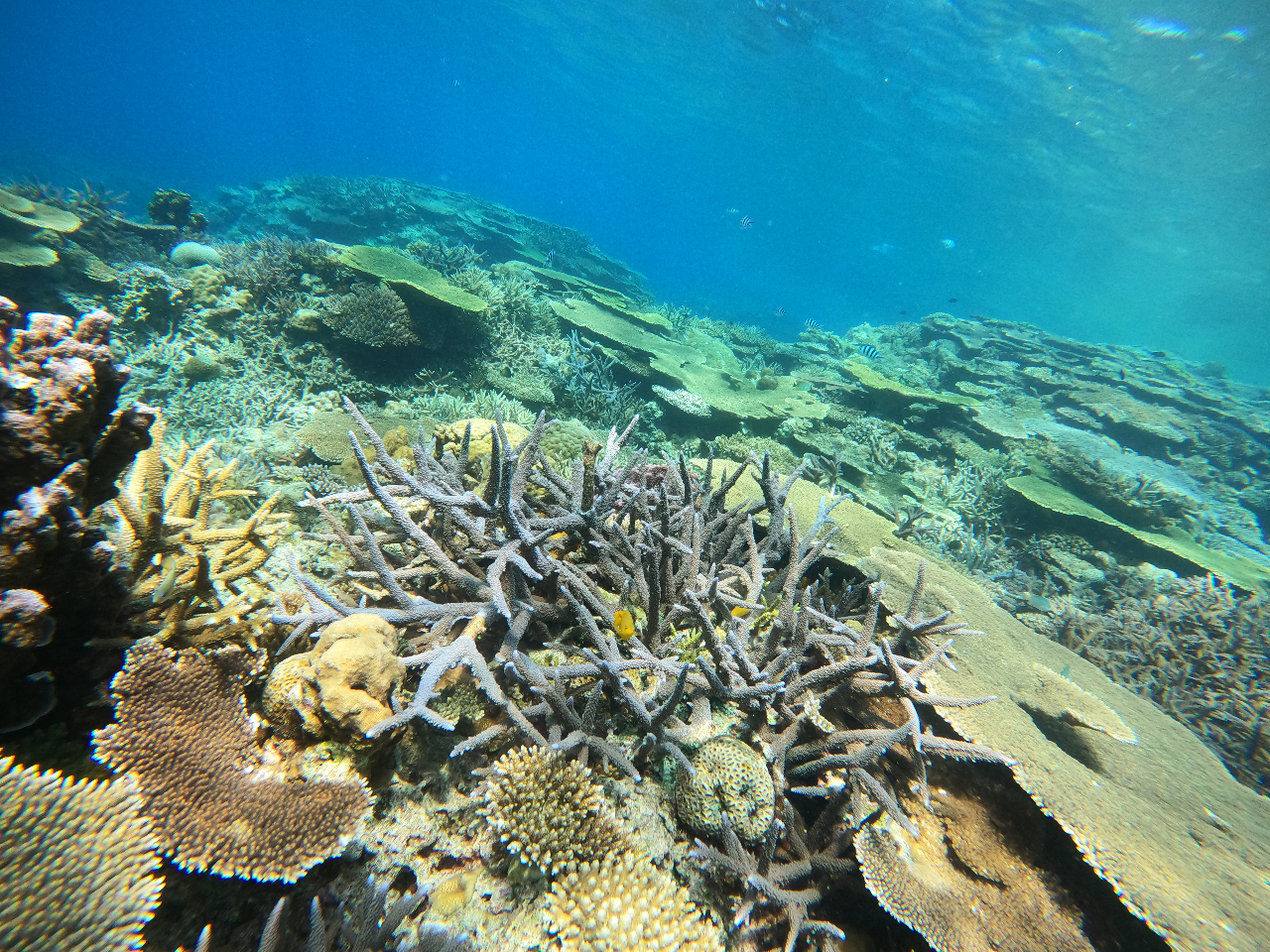 2_CuR[XȂ̂ŁA艫̊C𖞋ił܂I_CrOЂ̈Ȃčōłˁ