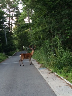 m厩RƂ̂ӂꂠnOgbLO̓rɂ́AƂǂ쐶pĂ܂II