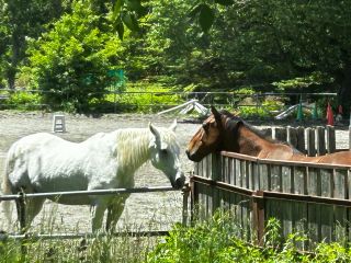 四季を感じながら馬とふれ合える貴重な時間・・・