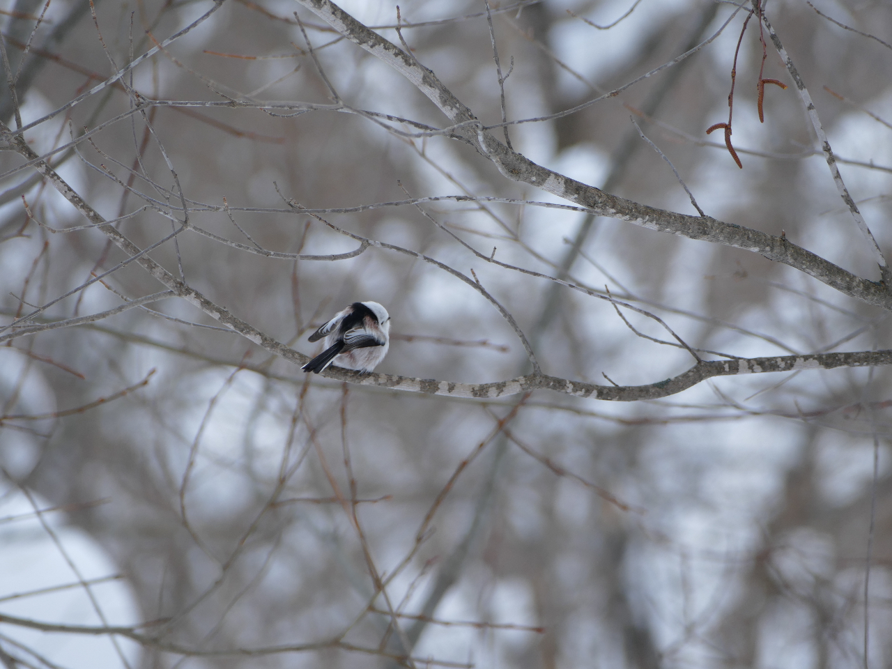 ~͖؂̗tȂ̂ŏȐ₷Ȃ܂