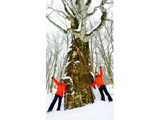 圧倒的な幹回りの樹木