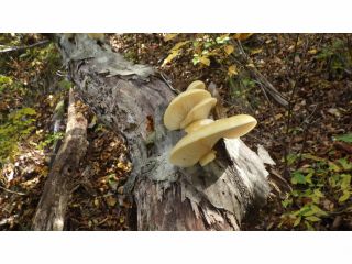 見つかる時はこんなにたくさん見つかります