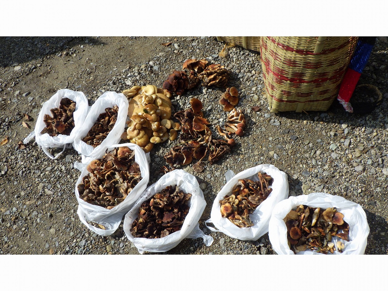 ʁ[[[[II2.3lłȂɌI