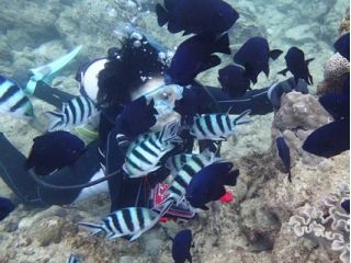 たくさんの魚たちに出会える楽しいプランです!