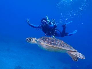 運が良ければウミガメと泳げます