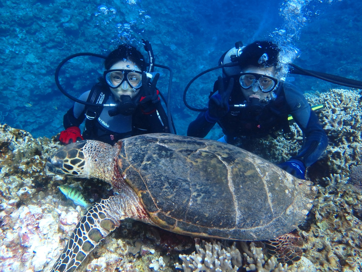 �^���ǂ���΃E�~�K���ɉ�܂�