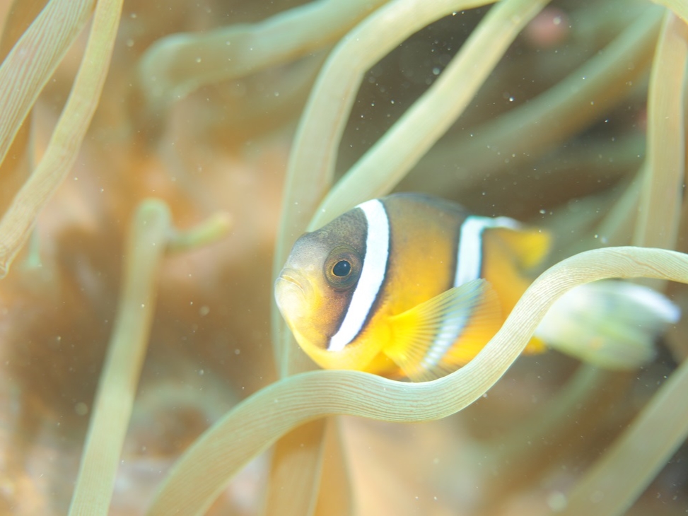 海の中へ♪お試し体験ダイビング<17,000円>/千葉・勝浦/