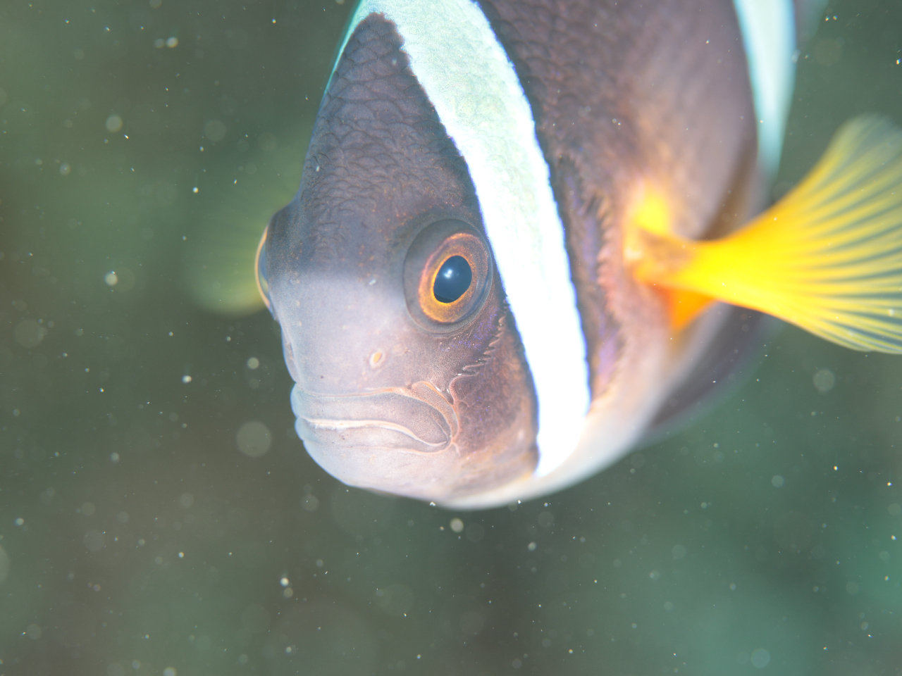 浅瀬でのんびりと♪2ビーチ・ファンダイビング★<16,000円>/千葉・勝浦/