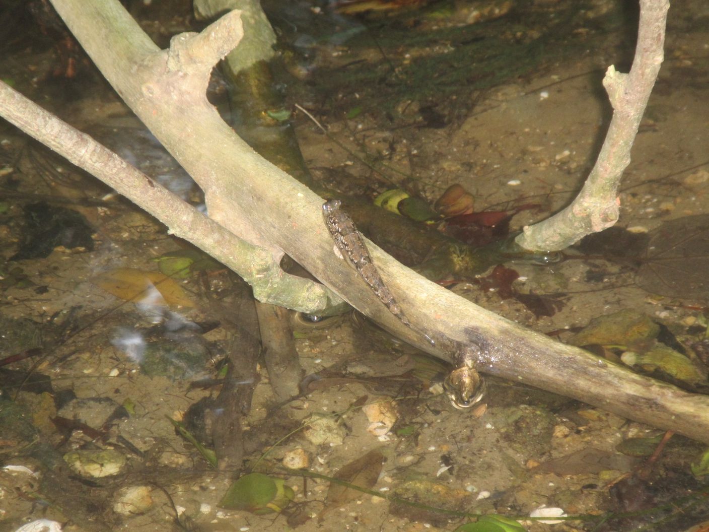 ~i~grn[Aʏ̃gg~[}̏ŋxeB