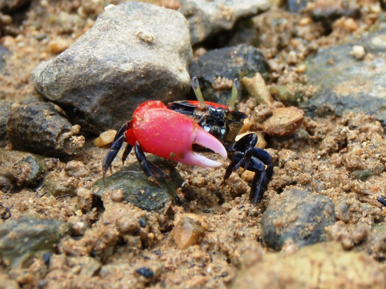 VCƉ^悯΁A}O[u̕΁AxjVI}lLɂ邩B