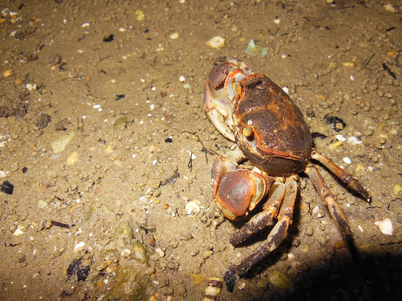 ハマガニさんです。目が慣れてくると、だんだん生き物を発見できるようになってきます。