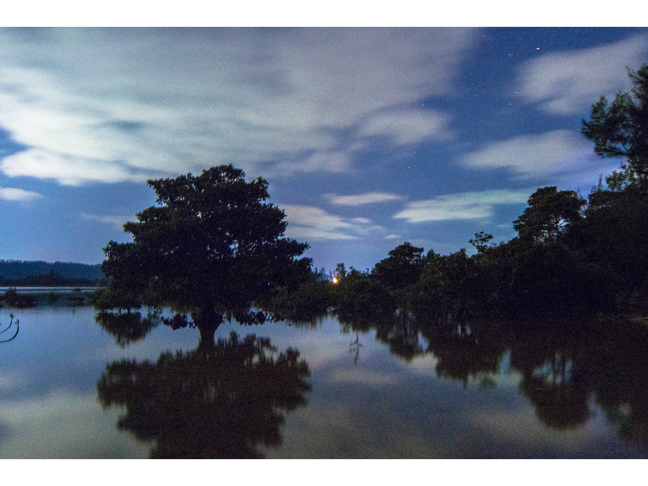 神秘的な夜のマングローブ。いろんな生き物がひそんでいます。