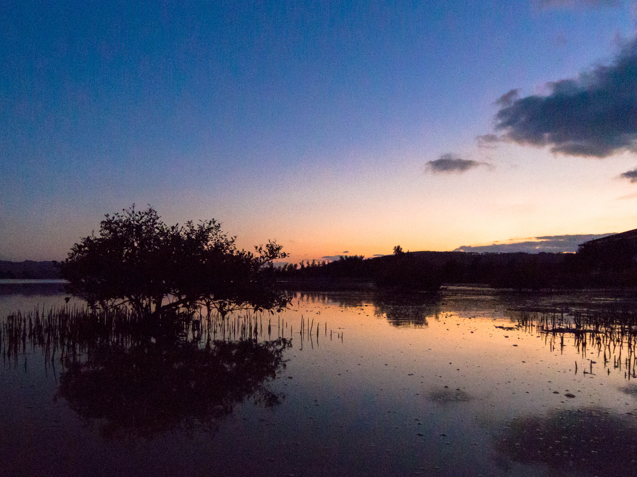 マジックアワーなマングローブ。