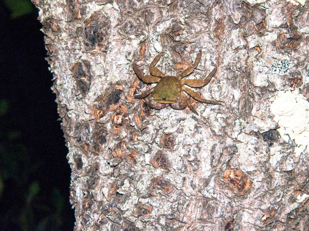 マングローブの幹をつるつる走る、ヒルギハシリイワガニ。あちらこちらでガサガサゴソゴソ。幹をがゆれると「カニ降る夜」が体験できます。