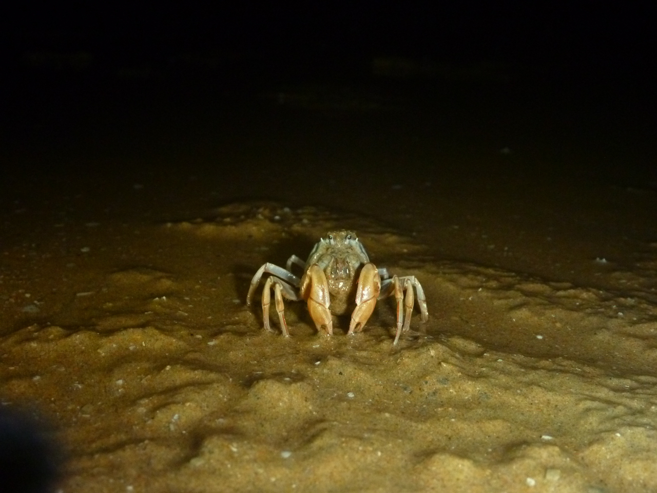 潮が引いていれば、昼間は食べられることを恐れてすぐ隠れてしまうミナミコメツキもどんどん砂から湧いてでてきます。