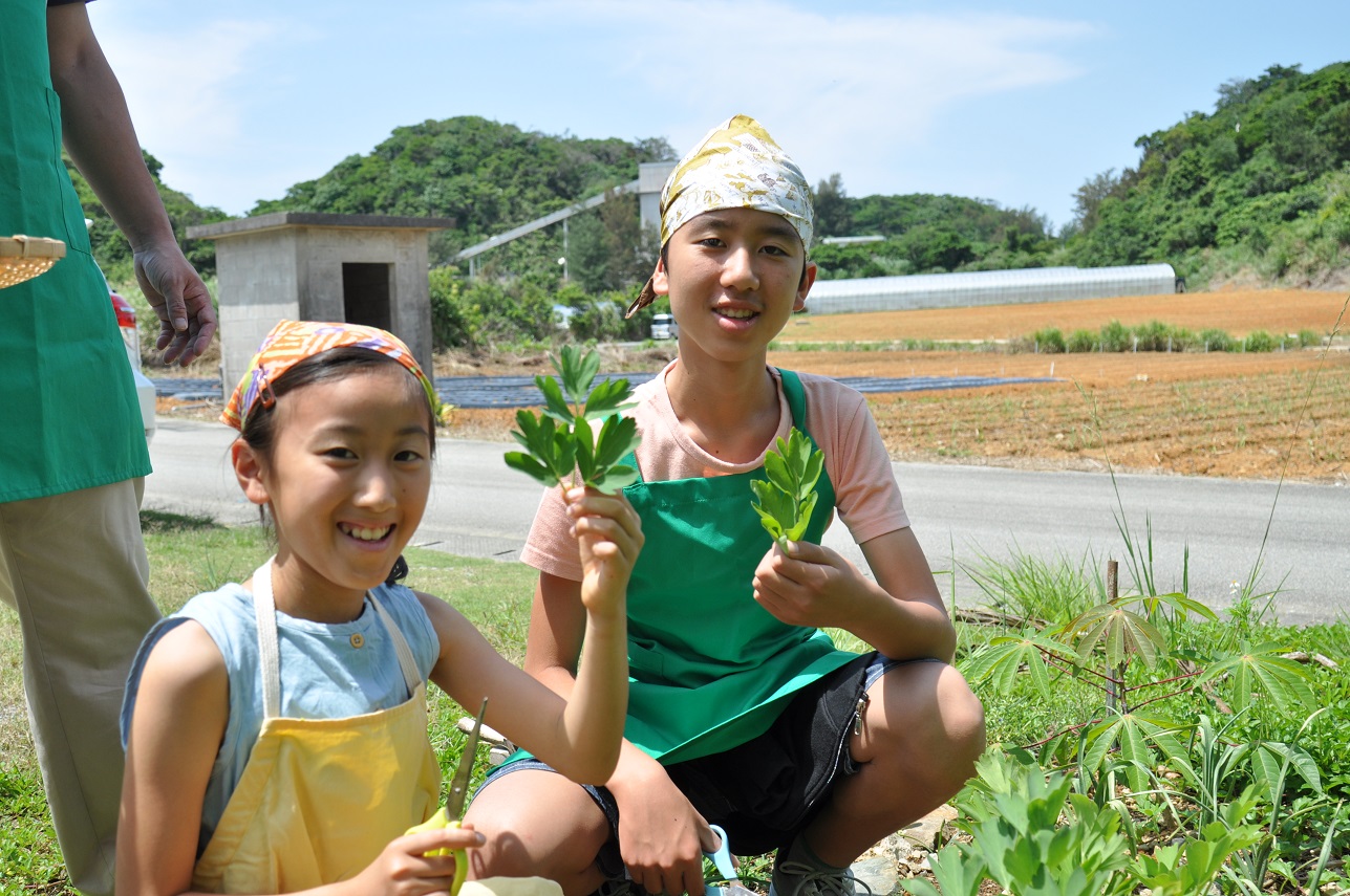 ねぎやよもぎ、長命草、月桃などを収穫!どんな味がするかな?