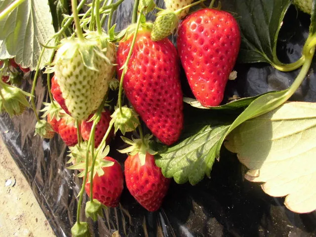 ≪千葉・南房総≫【いちご狩り☆30分食べ放題♪】最大9品種の食べくらべ♪お好きな...