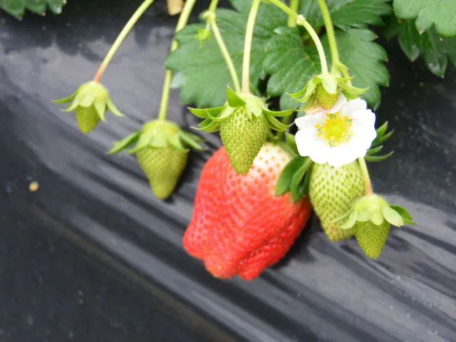 ≪千葉・南房総≫【いちご☆摘み取り体験♪】驚きの1200円~♪1パック約250g...