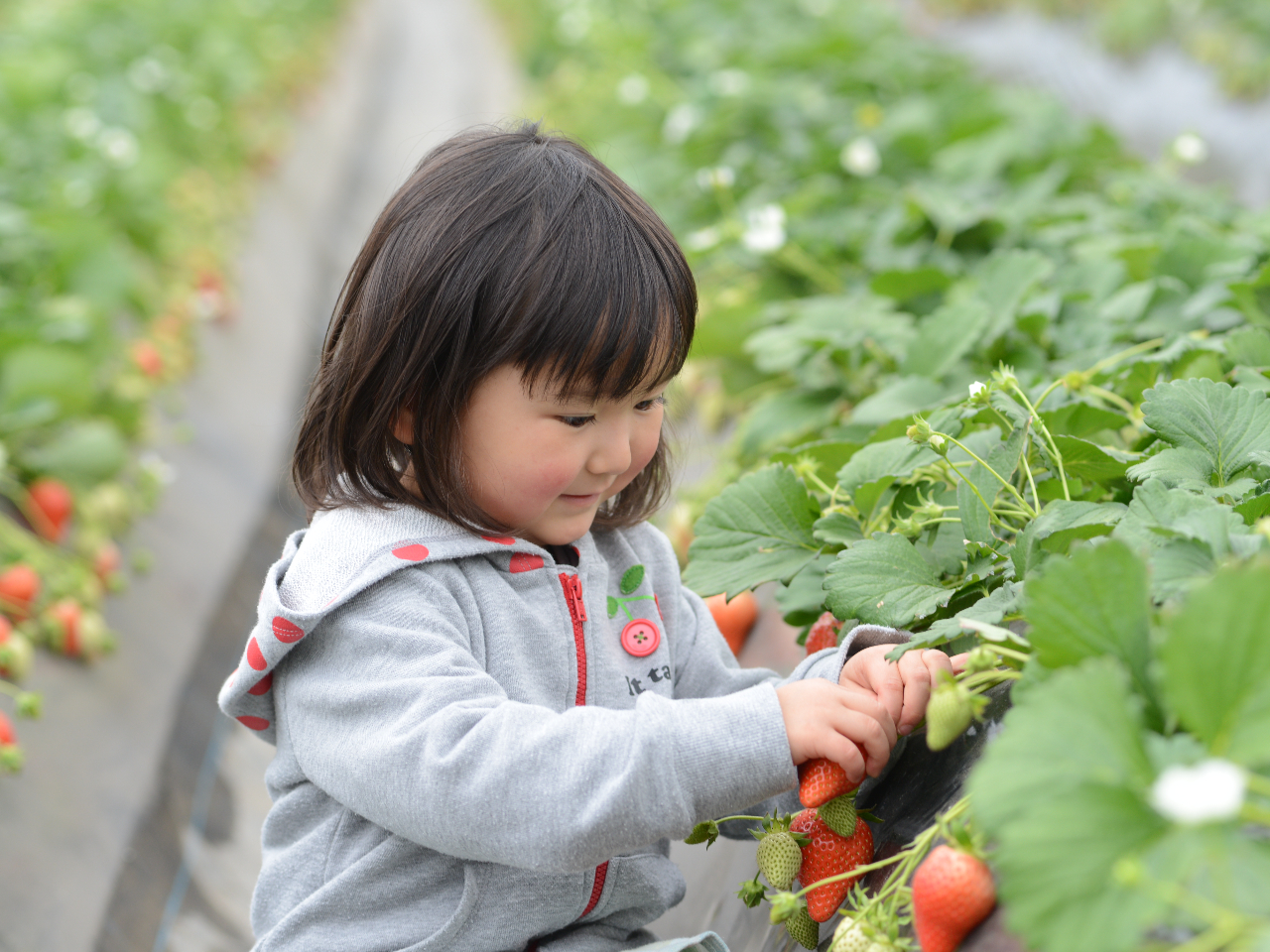 【じゃらんのお得な10日間】≪千葉・南房総≫【いちご狩り☆30分食べ放題♪】最大...