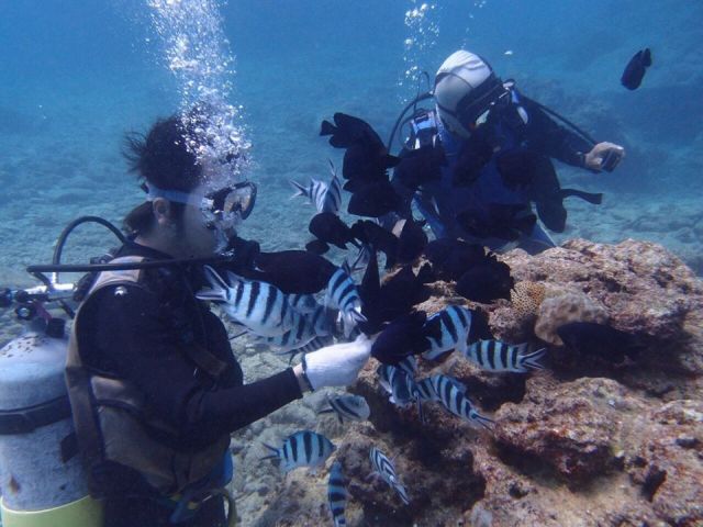 ダイビングハウスYANYANの最新写真