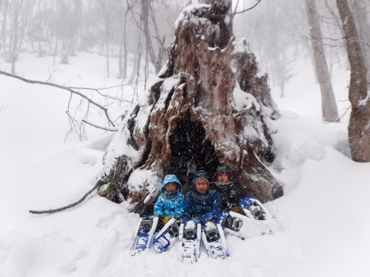 ���R�L���Ȃ݂Ȃ��ݒ��ł́A�傫�ȃu�i�̖؁X��N�}�̒܍������邱�Ƃ��ł��܂��B�܂��A���R�ώ@�l�C�`���[�c�A�[�ɎQ�����邱�Ƃ��ł��A�y�������Ԃ��߂������Ƃ��ł��܂�