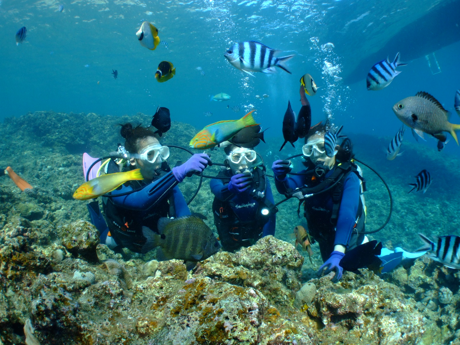 ご希望の方は、餌付けも無料で行っております。カラフルな熱帯魚がすぐ目の前まで!
