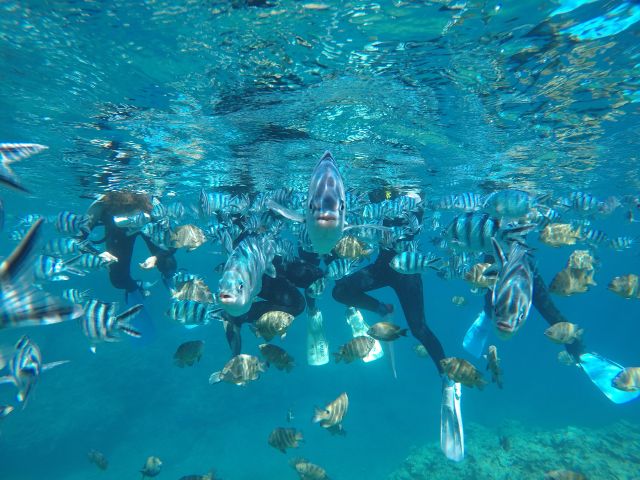 熱帯魚がお出迎え