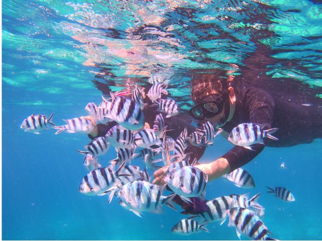 町の近くでもこんなに魚が見れます!
