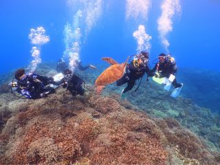 透明度抜群の青い海で、ウミガメと一緒にダイビング。感動の瞬間を体験!