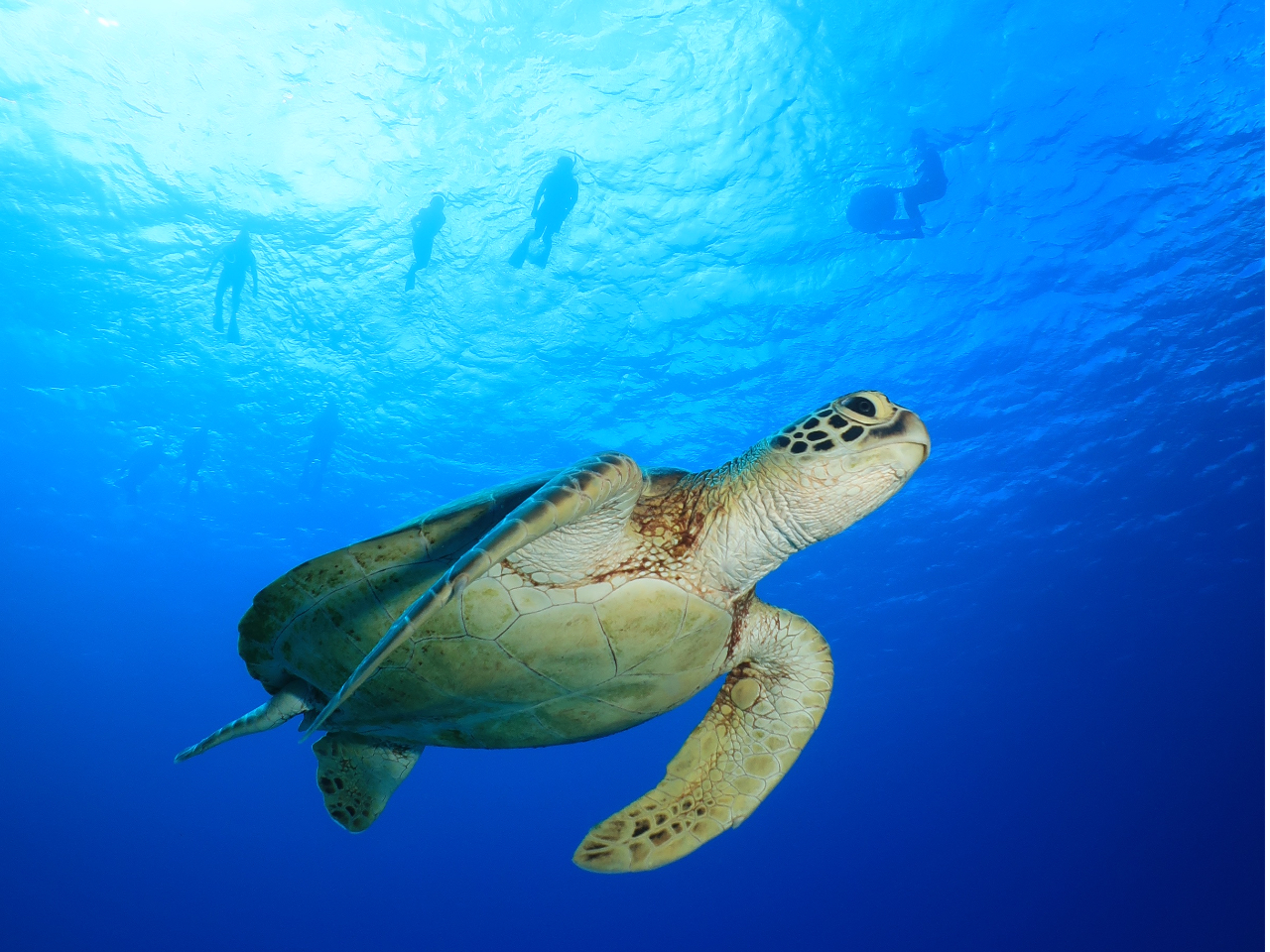 ウミガメと一緒に泳ぐ感動体験! 透き通る青い海で特別な思い出を作りませんか?