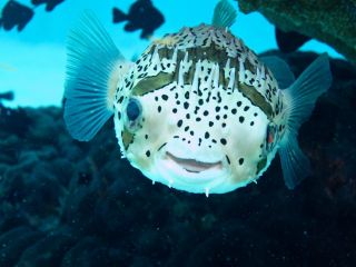 運が良ければ笑っているハリセンボンに出会えるかも!?