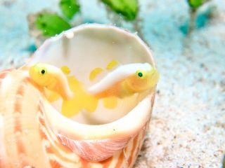 フォト派ダイバーも大満足の海!リクエストお待ちしてます!