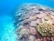 山のようなサンゴ礁も見応えがすごい!