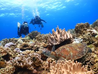 透明度抜群の青い海で、ウミガメと一緒にダイビング。感動の瞬間を体験!