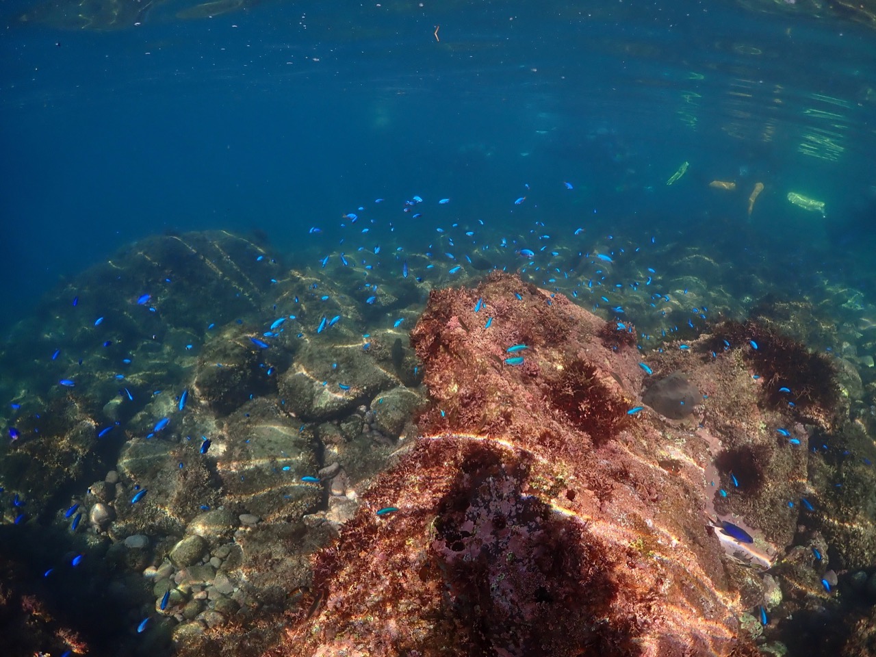 エントリーしてすぐの浅瀬ではコバルトブルーのお魚が出迎えてくれます♪
