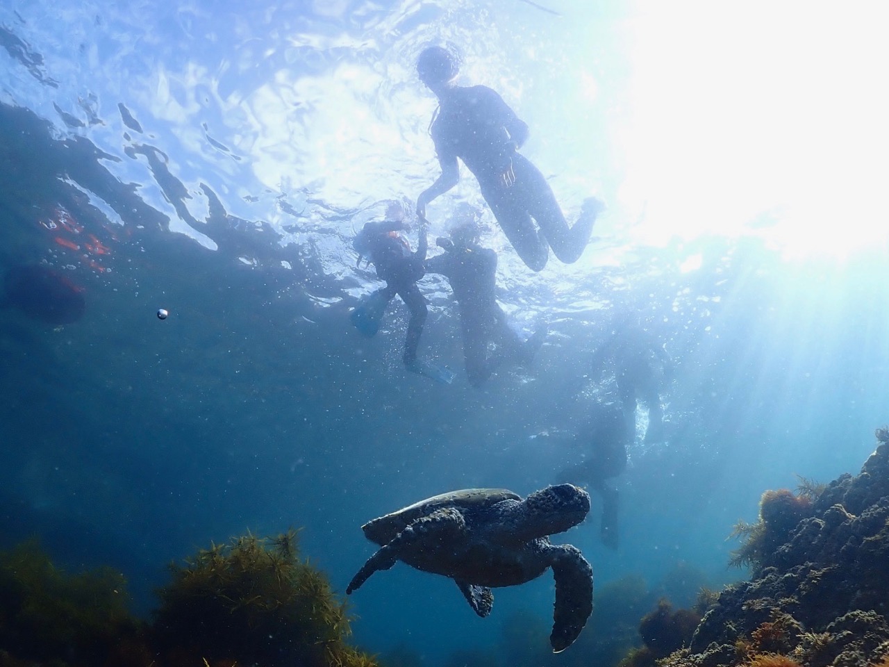 運が良ければ、カメに遭遇できるかも?!