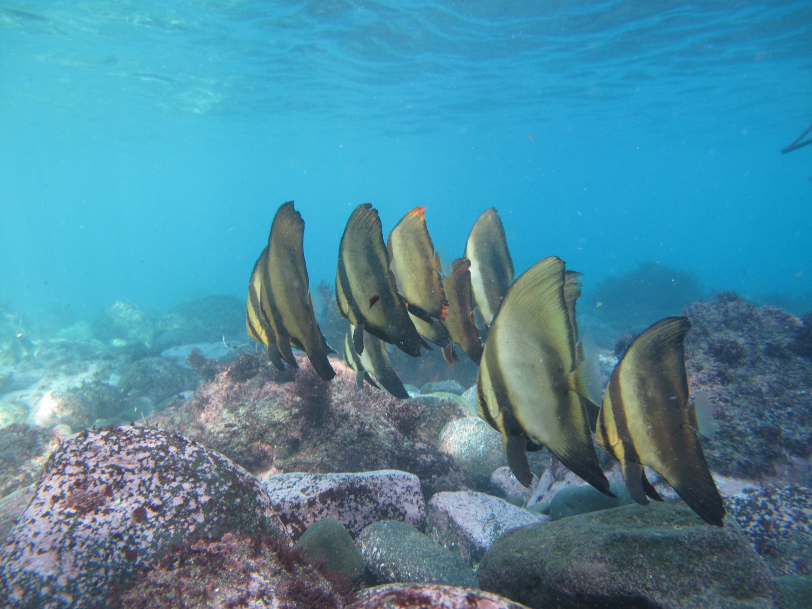 秋にはこんな珍しいお魚にも出会えます。