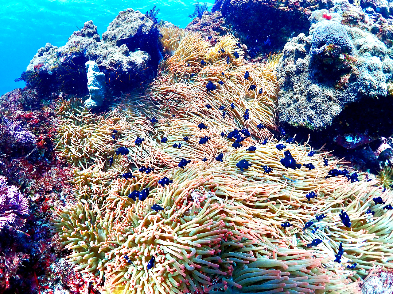 ̓ł悭~c{VNXY_ČQA@ʏ́@h~c{VhB̂ɔ_킢łB