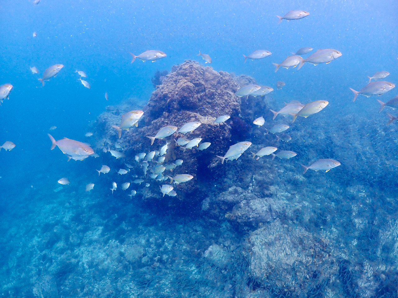トップシーズンには、カンパチなどの大物の群れなどに遭遇することもあります!