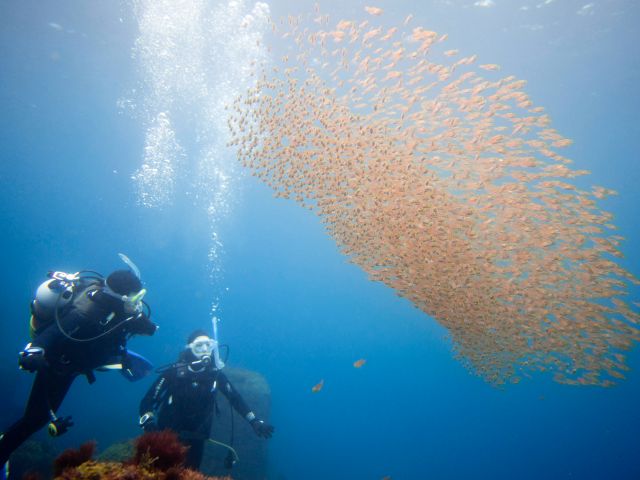 秋に向かってだんだんとお魚も数もMAXに!