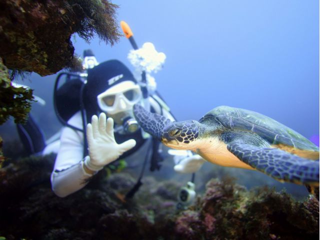 ウミガメって結構浅い所にいるんです!