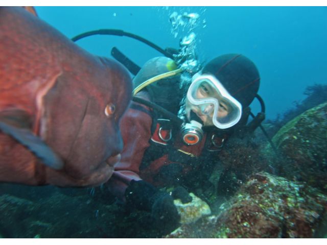 #俺の魚シリーズ コブダイのファーストコンタクトが近すぎる